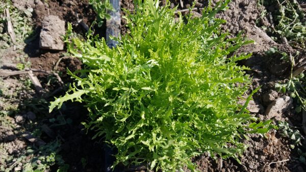 Llavors ecològiques d'escarola cabell d'àngel - Imatge 2