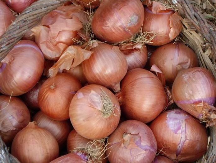 Llavors ecològiques de ceba de guardar d'Amposta