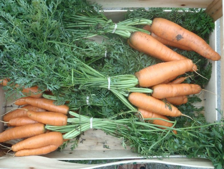 Llavors ecològiques de pastanaga nantesa