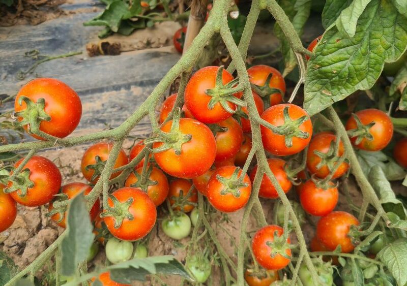 Llavors ecològiques de tomàquet de penjar del cent