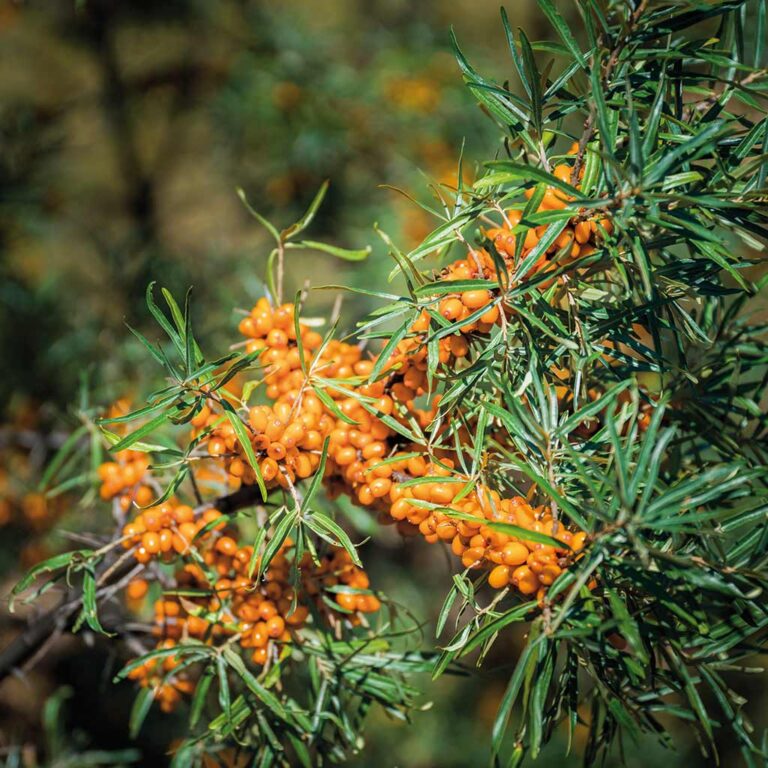 Arç groc Hippophae rhamnoides