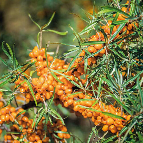 ARÇ GROC Hippophae rhamnoides