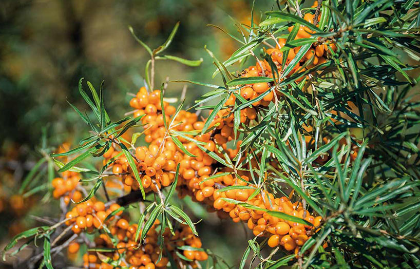 ARÇ GROC Hippophae rhamnoides