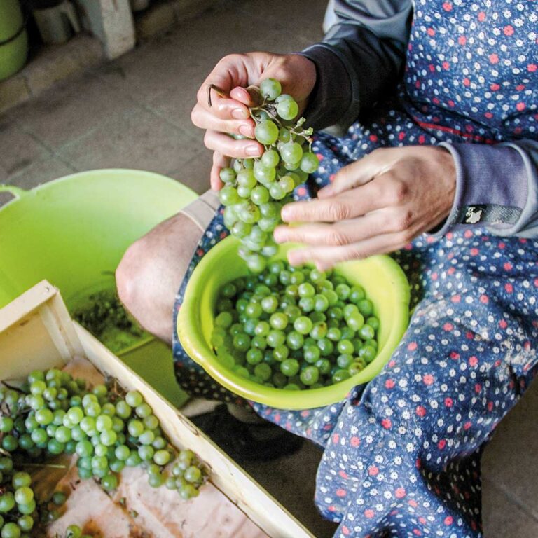 Raïm per fer vinagre