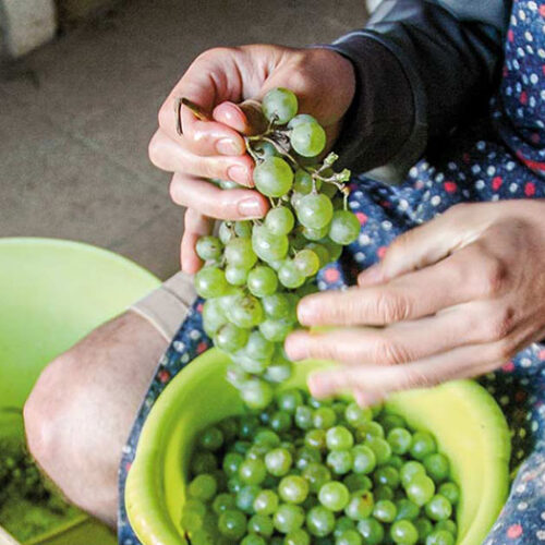 Raïm per fer vinagre