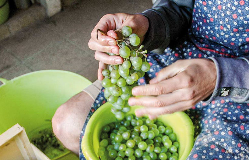 Raïm per fer vinagre