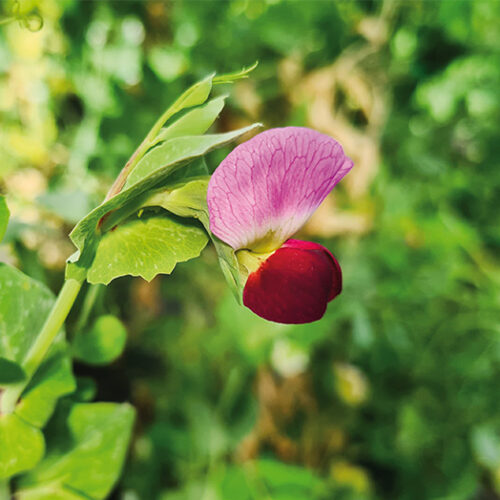 flor de tirabec, varietat local de pèsol català