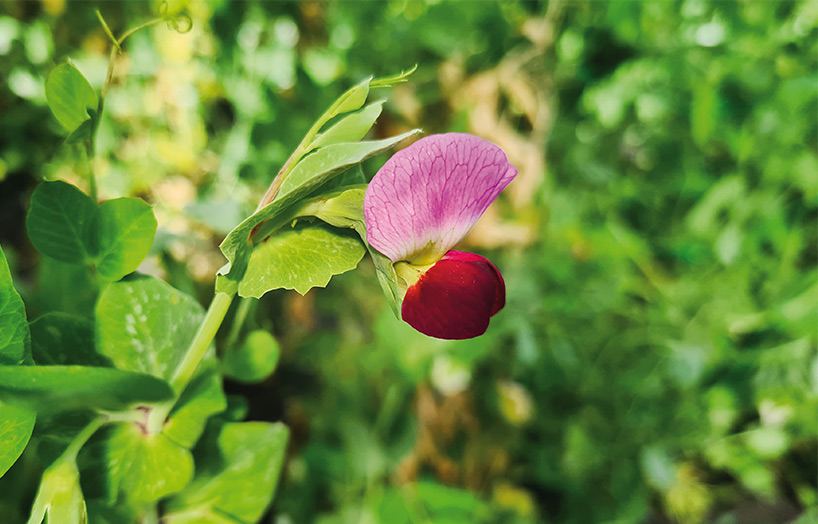flor de tirabec, varietat local de pèsol català