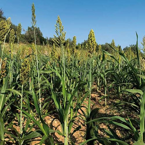 sorgo