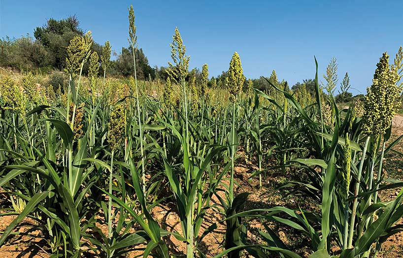 sorgo
