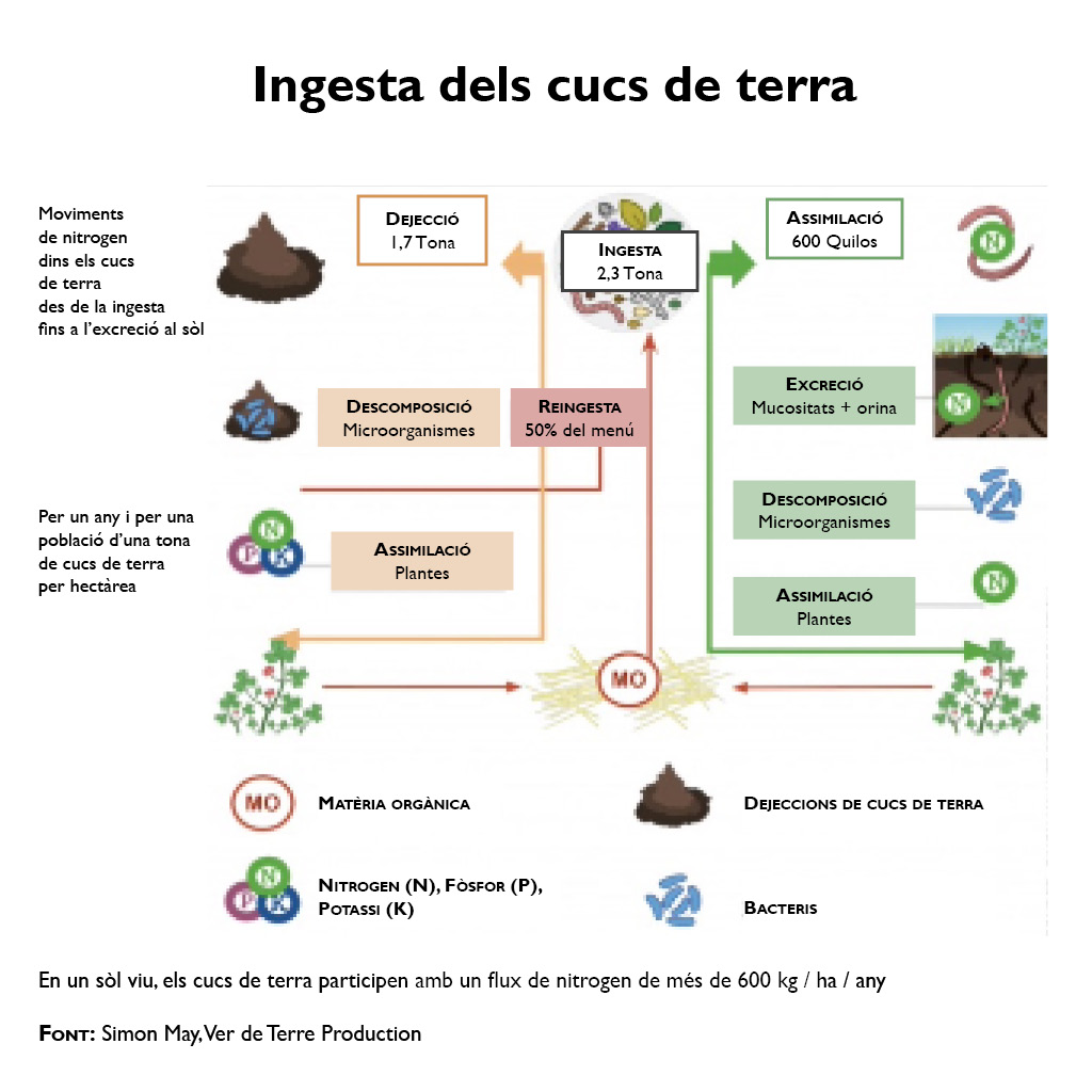 balanç de nitrogen en el trànsit intestinal i metabòlic dels cucs de terra