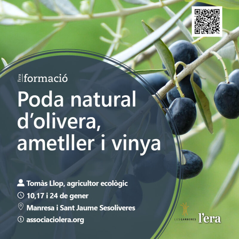 Poda natural d'olivera, ametller i vinya