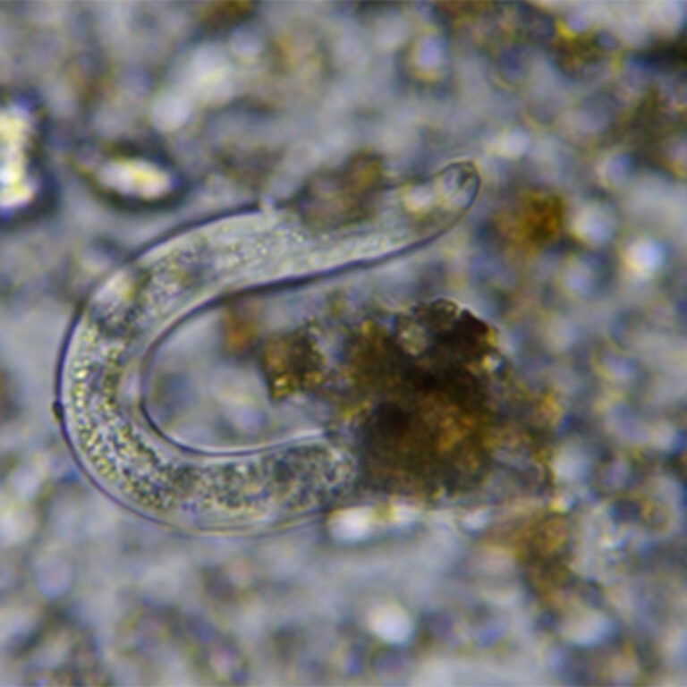 nematode