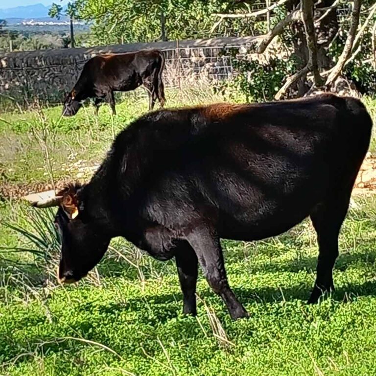 congrés ramaderia regenerativa Mallorca 2025