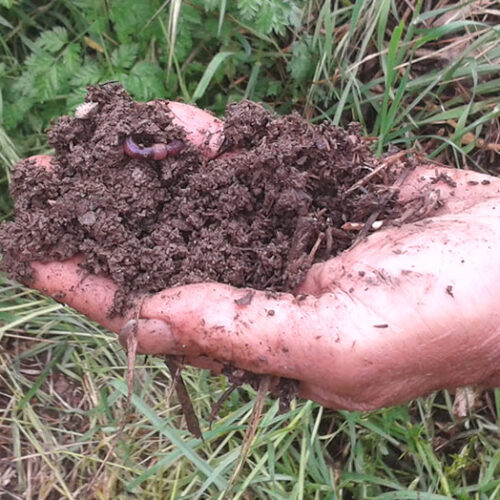 sòl viu agricultura regenerativa