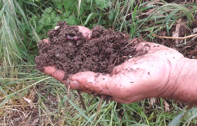 sòl viu agricultura regenerativa
