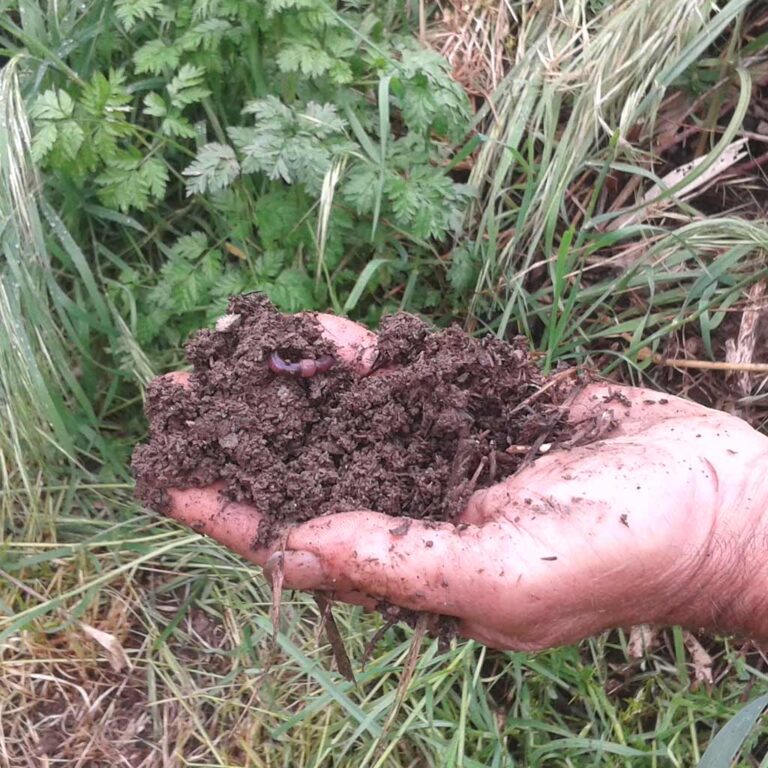 sòl viu agricultura regenerativa