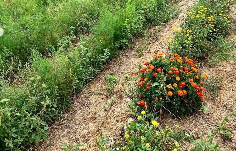 curs agricultura regenerativa gratuit