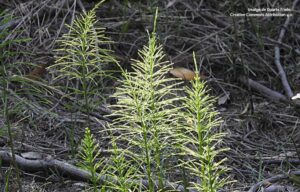 cua de cavall equisetum arvense