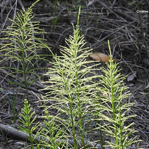 cua de cavall equisetum arvense