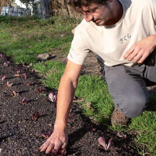 Horta biointensiva a les parcel·les de David Ruiz a Jardí de l'Agricultura