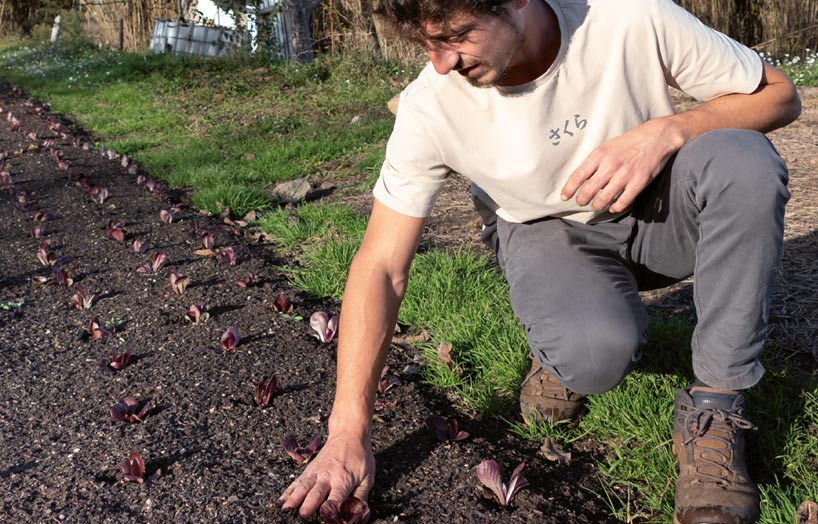 Horta biointensiva a les parcel·les de David Ruiz a Jardí de l'Agricultura