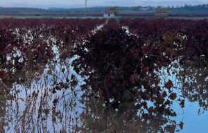 finca ecològica afectada per la DANA de València del 2024