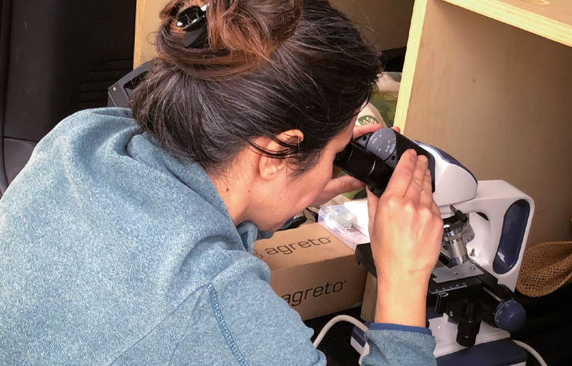 analitzant te de compost