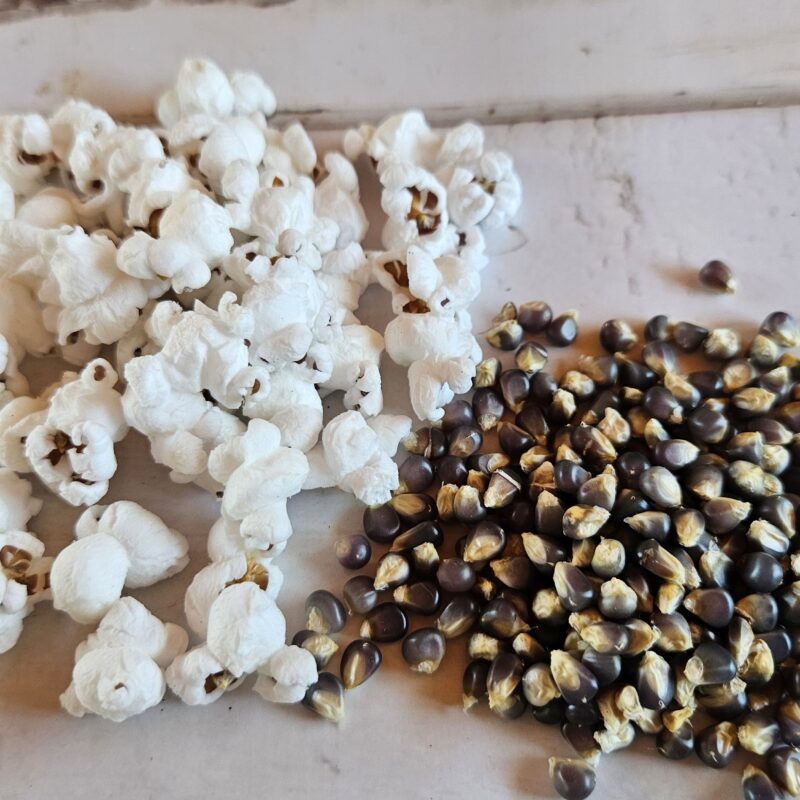 Planter de blat de moro blau per crispetes