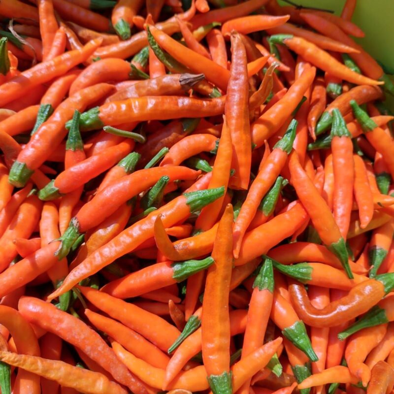 Pebrot bitxo lanterne