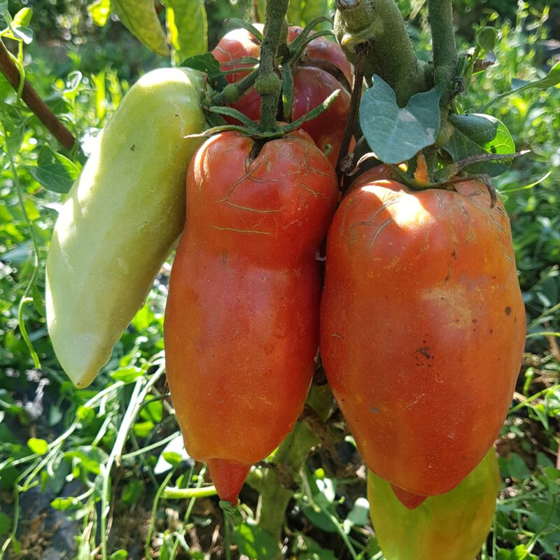 Tomàquet llarg de Benissili