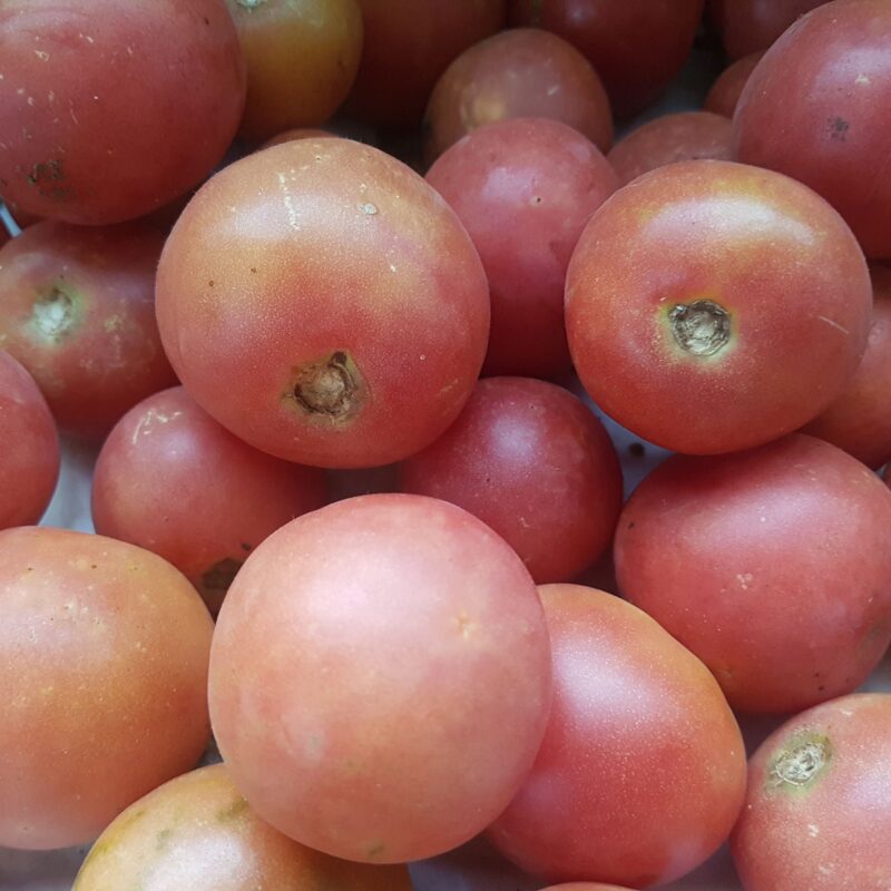Tomàquet de penjar de Castellar del V.
