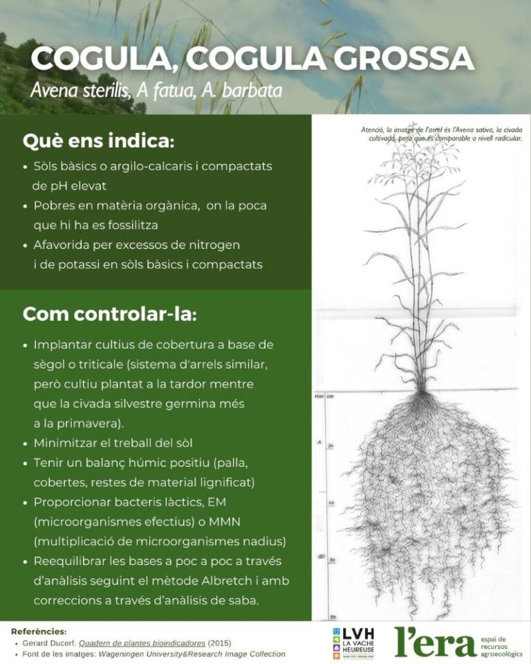 Avena, cogula, planta bioindicadora
