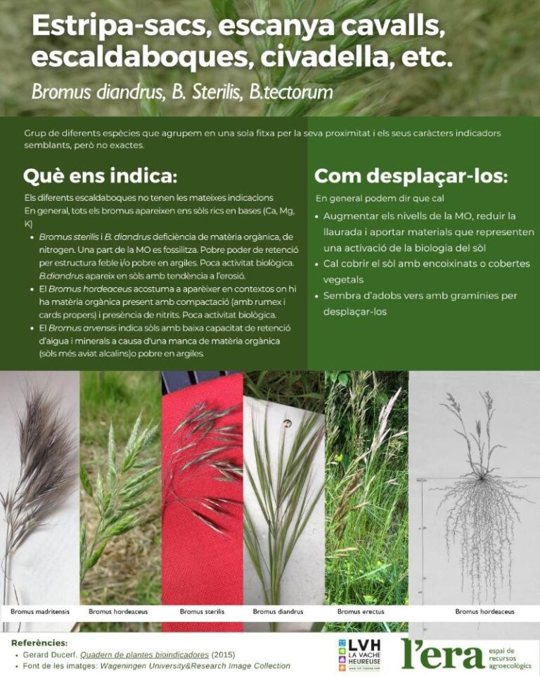 Bromus, planta bioindicadora