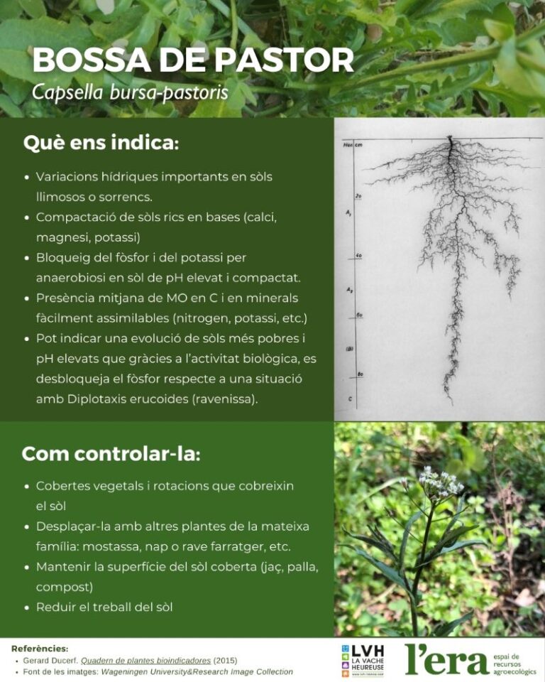 Bursa planta bioindicadora