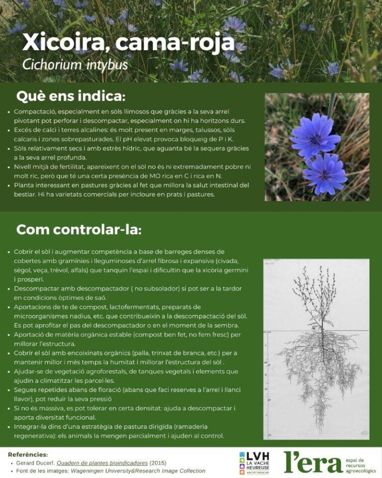 Cichorium planta bioindicadora