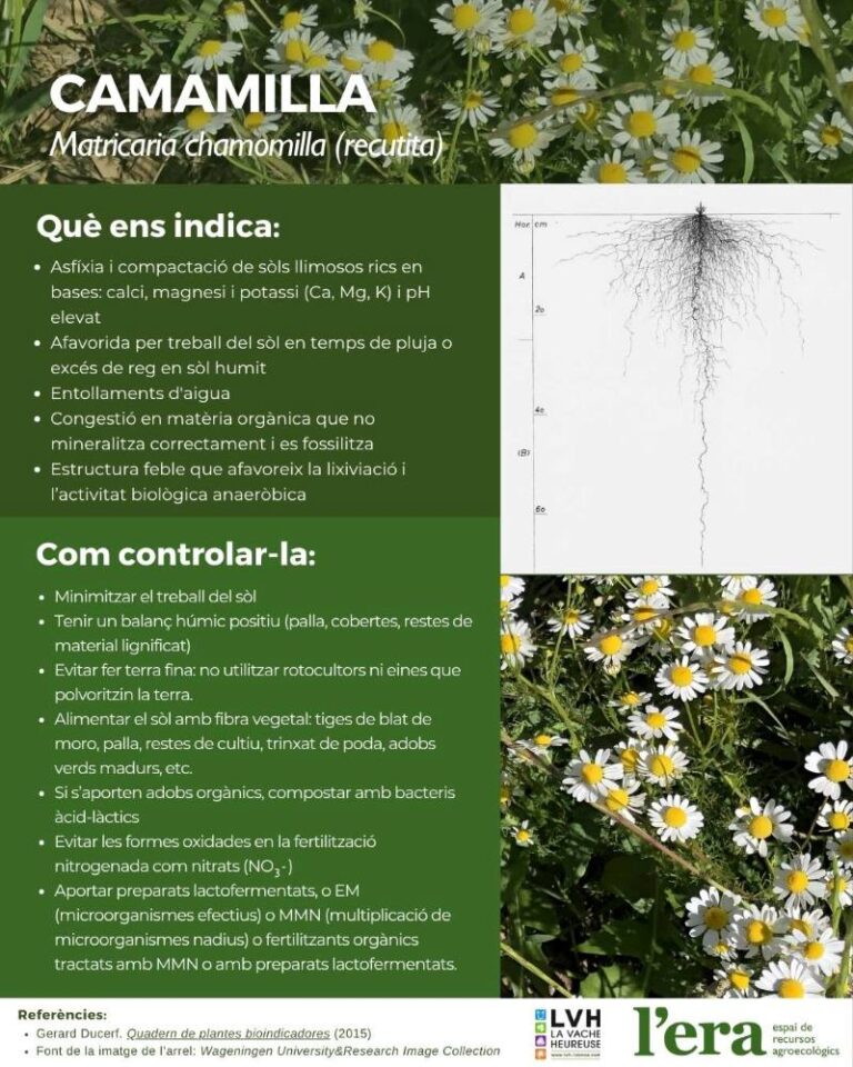 Matricaria chamomilla planta bioindicadora