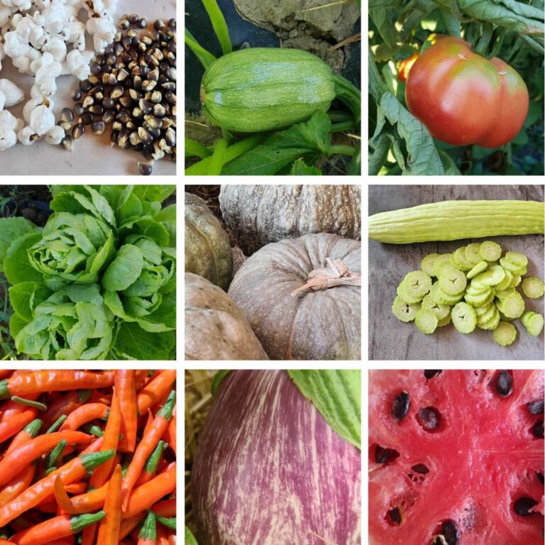 planter varietats locals