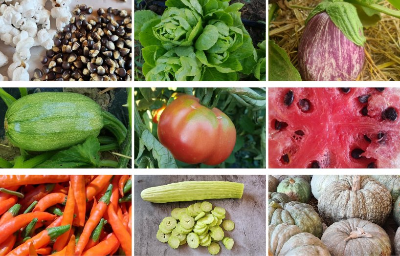 planter varietats locals