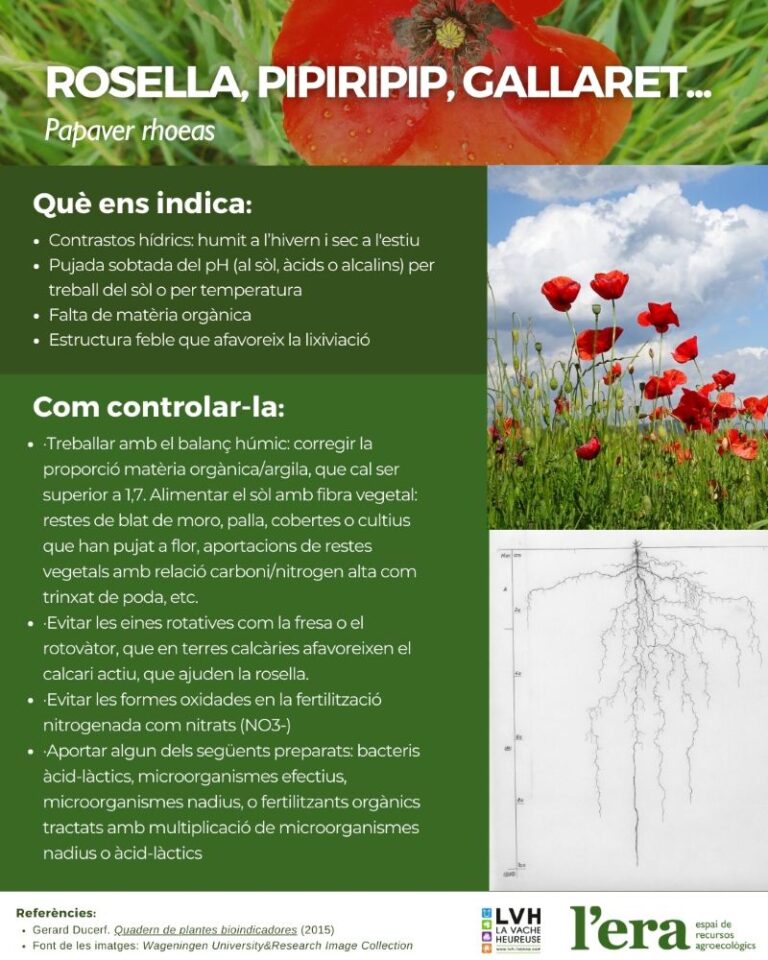 Papaver rhoeas planta bioindicadora