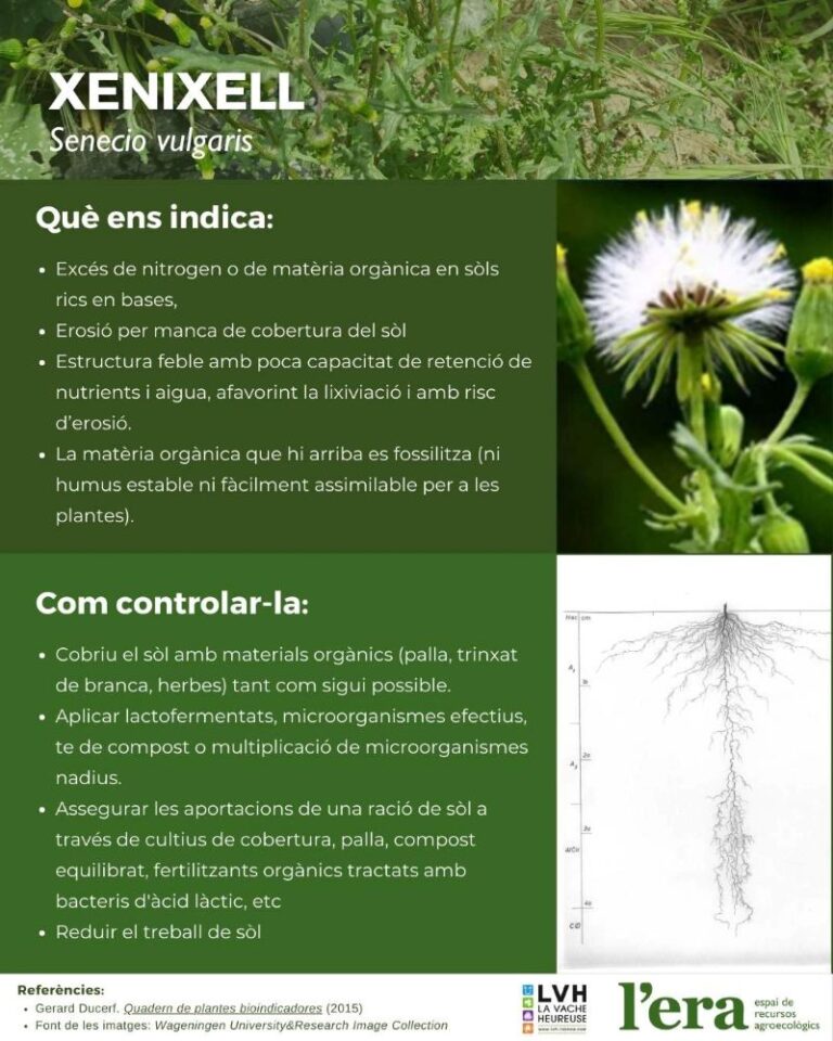 Senecio vulgaris planta bioindicadora