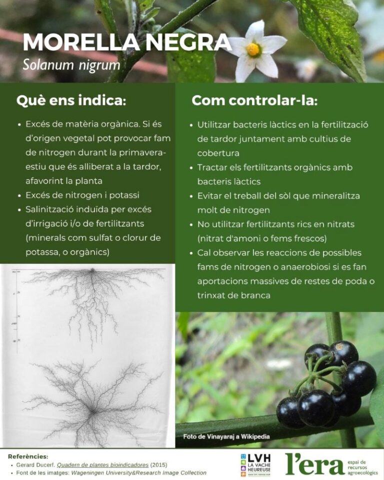 Solanum nigrum planta bioindicadora