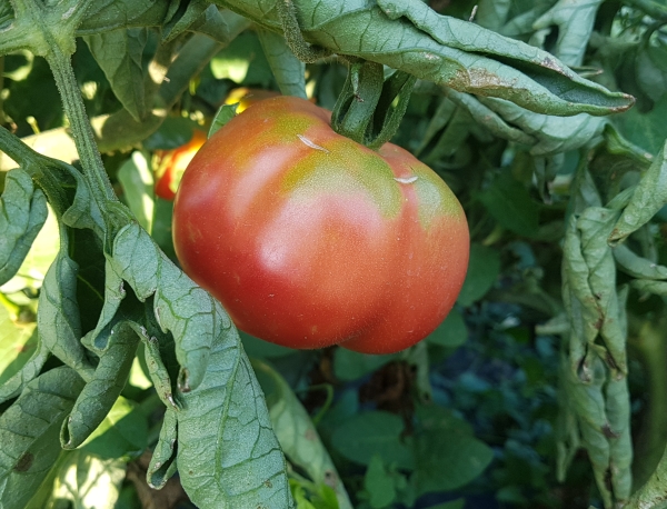 Planter de tomàquet buit de L’Estany