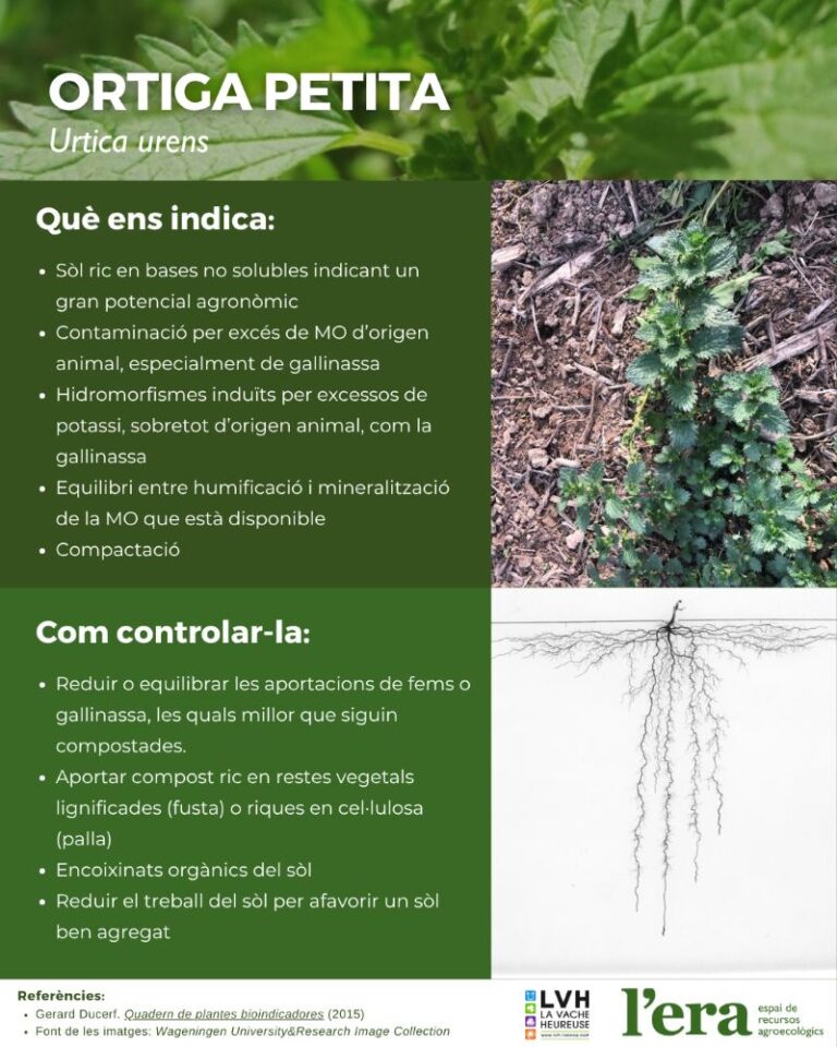 Urtica urens planta bioindicadora