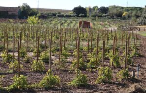 vitiforesteria - agroforesteria