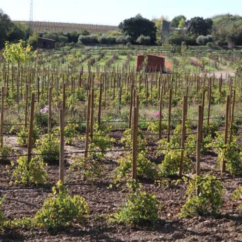 vitiforesteria - agroforesteria