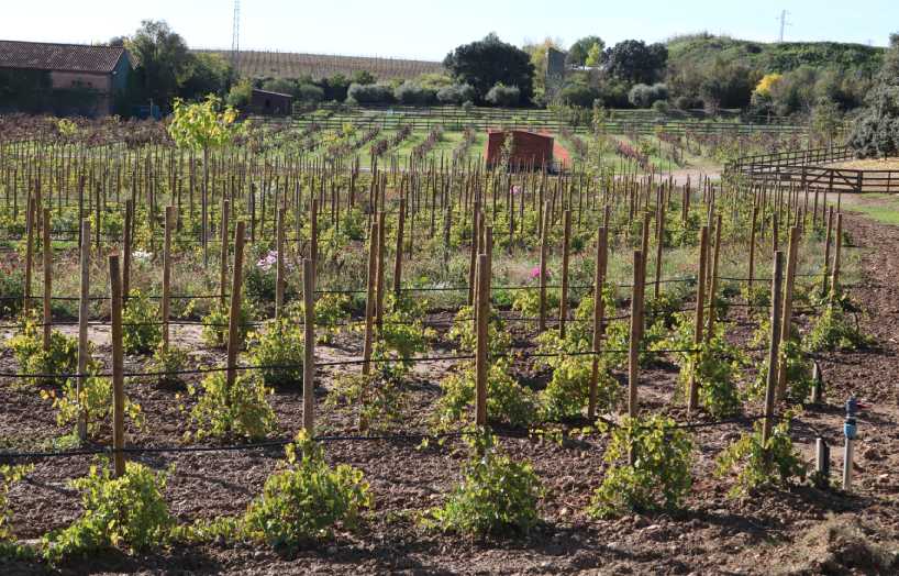 vitiforesteria - agroforesteria