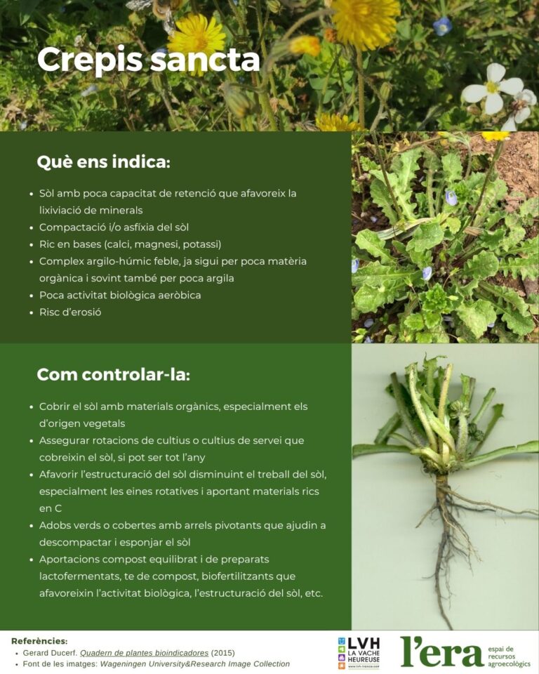 Crepis sancta planta bioindicadora