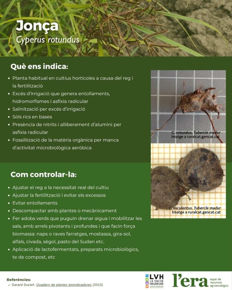 Jonça; Cyperus rotundus. Planta bioindicadora