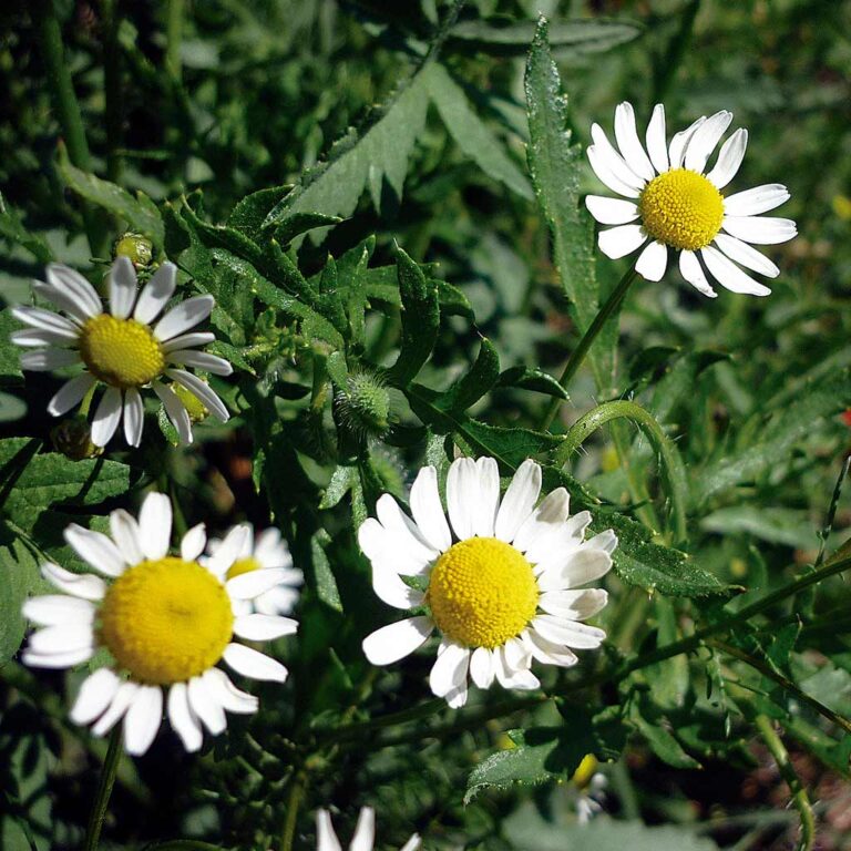 camamilla-autor-isidre-blanc-wikimedia